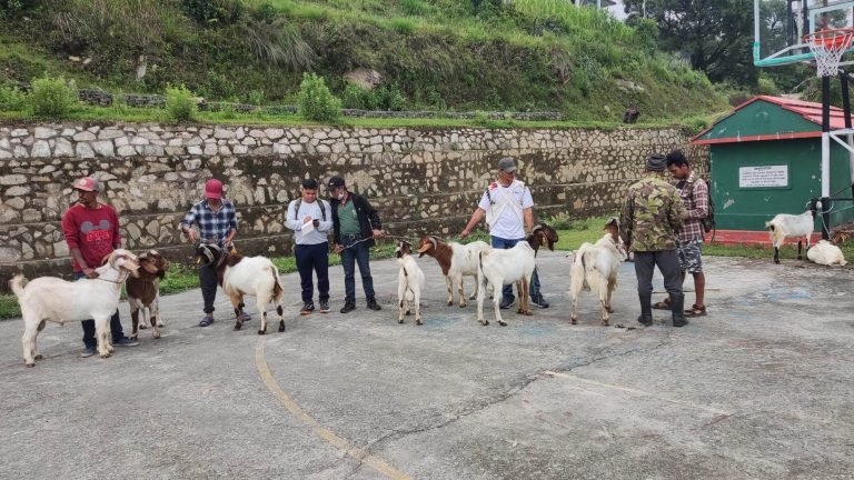 पशुचौपायामा लागु गरिएको खोप कार्यक्रम प्रभावकारी बन्दै