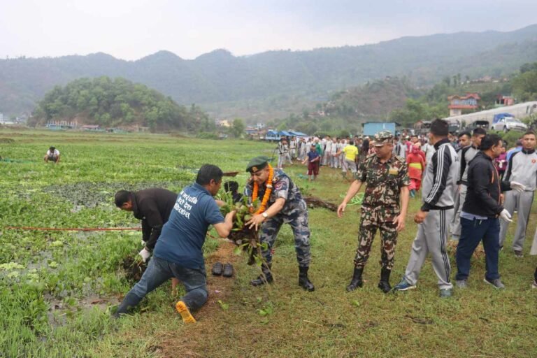 फेवातालमा जलकुम्भी सरसफाई अभियान
